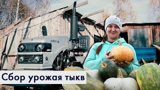 мини-трактор СКАУТ с прицепом 1ПТС - 1,5Т. Сбор урожая тыкв