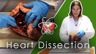 Ox Heart Dissection (GCSE & A-level Biology)