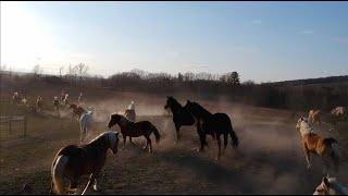 Frigg, Freya and Chicken Nugget meet the Herd