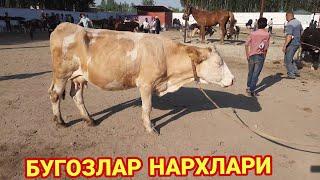 FARĢONA YOZYOVON MOL BOZORI NARXLARI 2021 ФАРГОНА ЁЗЁВОН МОЛ БОЗОРИ НАРХЛАРИ SIMMENTAL SHIVET ANGUS