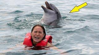 A dolphin attacked a man?! In the video you will learn the incredible truth!