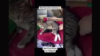 Day 62 Daily Posting Pet Video. #usashorts #trending #minivlog