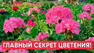 ХОТИТЕ ПОЛУЧИТЬ ПЫШНОЕ ЦВЕТЕНИЕ ГЕРАНИ? Главный секрет долгого мощного цветения пеларгонии!