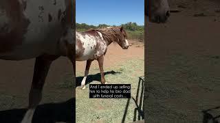 Miss you Cherokee! #equinescience #mustang #mustangtraining #projecthorse #coltstarting #horseupdate