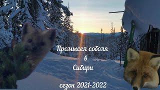 Промысел соболя капканами в Сибирской тайге. Сезон охоты 2021-2022.