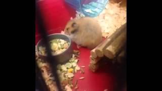 TOP animal FAILS December 2014 $FUNNY videos$ HD