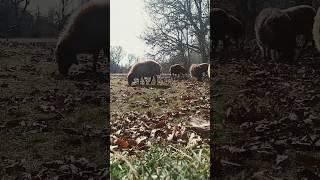 Sheep pasture in beautiful autumn nature, #short #short #tiktok #nature #cooking #pasture #goose 