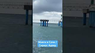 Мияги в Сочи / Сириус / Адлер #shorts