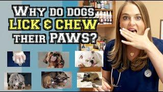 WHY DO DOGS LICK AND CHEW THEIR PAWS? | Veterinarian Explains