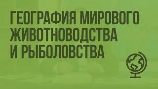 География мирового животноводства и рыболовства. Видеоурок по географии 10 класс