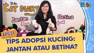 Kucing Lucu - Tips Adopsi: Kucing Jantan atau Betina? - Bobo Cat Diary Eps 21