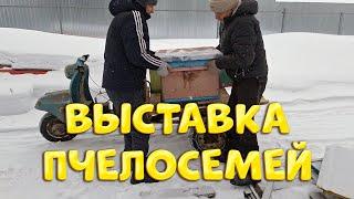 ВЫСТАВКА ПЧЕЛОСЕМЕЙ ПОСЛЕ ЗИМОВКИ