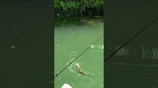 Fishing Adventures #shorts #fishing #bassfishing