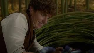 Fantastic Beasts and Where to Find Them  - Pets Scene