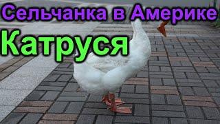 Сельчанка в Америке. Катруся