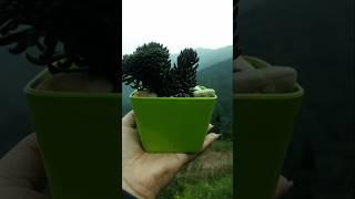 Succulent#Indoor plants# echeveria # Cactus #jade plant#plant variety