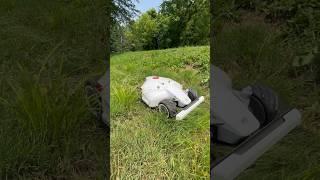 Robot vs tall grass #roboticmower #lawn #lawnmower