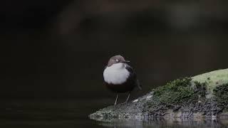 Pluszcz , Dipper