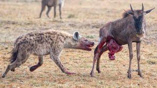 Bloodthirsty Hyenas Rip a Wildebeest's Tummy Mercilessly