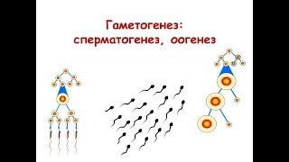 Гаметогенез: сперматогенез, оогенез