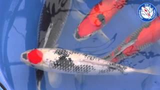Otsuka Koifarm Ornafish Japan Co.,Ltd