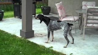 BLUETICK COONHOUND BAYING AT A FAKE BEAR I MADE