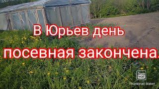 В Юрьев день, Юрка закончил посевную.#дача #теплица #огород #