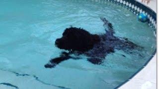 Swimming! | Bentley the Portuguese Water Dog