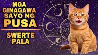 GINAGAWA SAYO NG PUSA NA SWERTE PALA | Cats do this to you Lucky Cat 2025