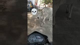 my bike power, # and Bull reaction#agn rider#automobile #