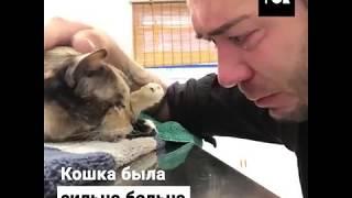 ТОК   Этому человеку пришлось усыпить любимую кошку из за