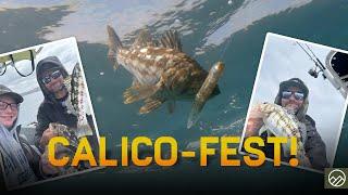 HookUps Wrecked by Calico Bass | La Jolla Saltwater Fishing