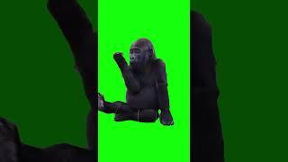 Monkey Feeling Themself  | Green Screen