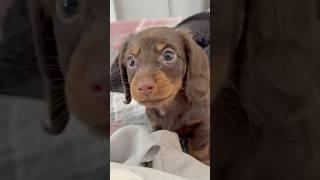 PUPPY’S FIRST BARK #minidachshund #puppy #dachshund #dachshundpuppy #cutepuppy #funnypuppy #cutedog