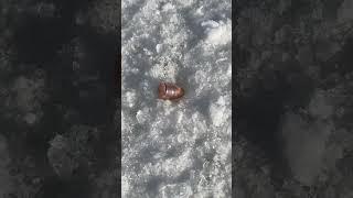 Spinning ice bullets with @Tier1Concealed High Speed footage on their channel