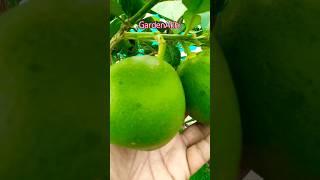 My Pomelo Fruits Plant in a pot #gardening
