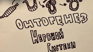 Онтогенез нервной системы 1 урок