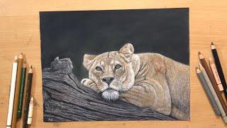 Resting Lioness - Colored Pencil Drawing on Sandpaper