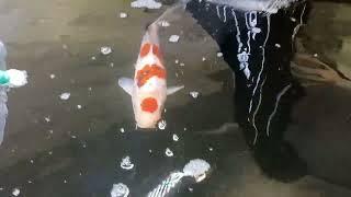 Releasing 35 to 40cm koi into their quarantine tank