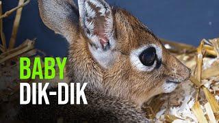 A Baby Dik dik!