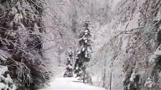 In the snow-covered forest - В заснеженном лесу.