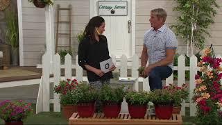 Cottage Farms 4-piece Everblooming Mega Mini Ka-wa-ii Set on QVC