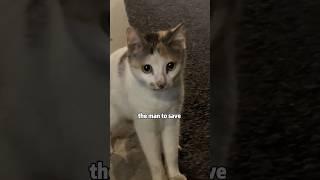 The car mom who made my cry  #cat #shortvideo #animals #catcute #rescue #love #cat