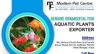 Ornamental fish export from India #aquariumfishexporter #ornamental fishexporter #tropicalfishexport