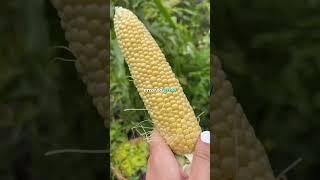 LEARN TO GROW FOOD  #vegetablegardening #growyourownfood #growveg #howtogrowfood
