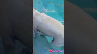 Collage of KonaStar the Yellow Labrador