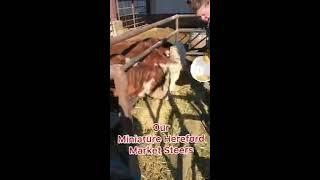 Our secret for delicious farm grown beef.