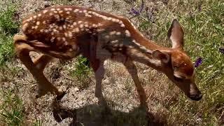 Newly Born Baby deer (Fawn) Got Lost  and Ended Up In My Cabin -  Part 2 #EMOTIONAL #NATURE