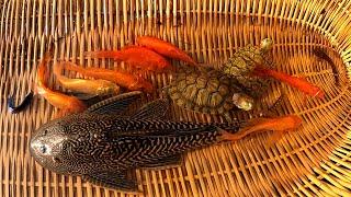 Top Amazing Catch Up Many Beautiful Betta Haflmoon, Goldfish, Orenda, Japan Koi, Catfish and Turtle