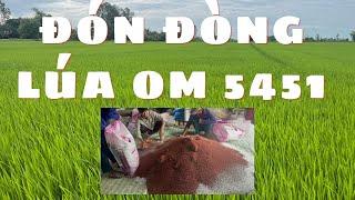 Bón phân đón đòng cho lúa OM 5451 vụ 3 giúp lúa bông to trúng mùa..